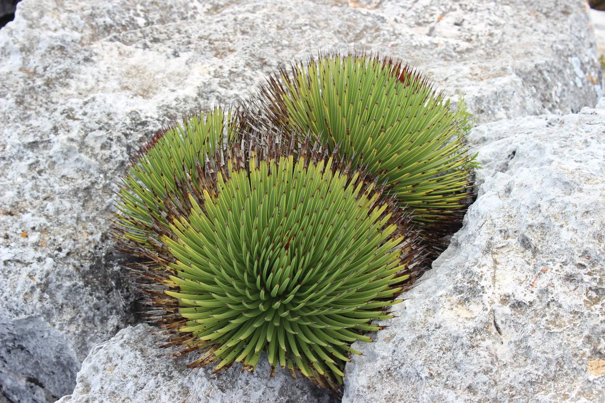 Agave stricta